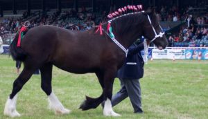 Bonus Dyfed Shires Horse