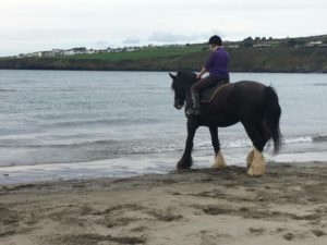 Bonus Dyfed Shires Horse