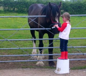 Bonus Dyfed Shires Horse