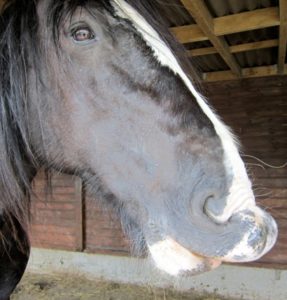 Bonus Dyfed Shires Horse