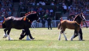 Bonus Dyfed Shires Horse