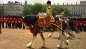 Dyfed Shire Drum Horses