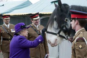 Dyfed Shire Drum Horses