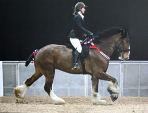 Ed Pembrokeshire Shire Horse