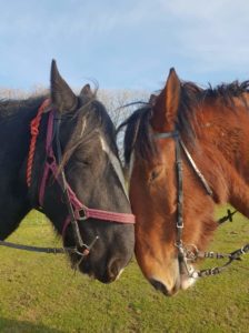 Ed Pembrokeshire Shire Horse