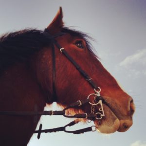 Ed Pembrokeshire Shire Horse