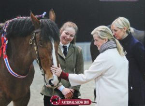 Ed from Dyfed Shires Horse Farm