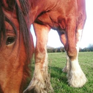 Ed from Dyfed Shires Horse Farm