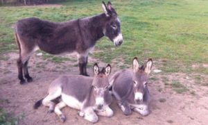 Other Dyfed Shire Farm Animals