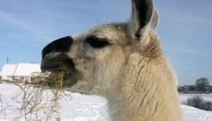 Animals at Dyfed Shires Farm