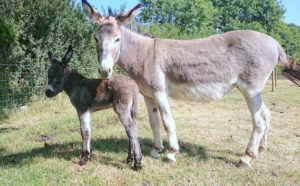 Animals at Dyfed Shires Farm