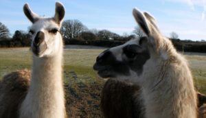 Animals at Dyfed Shires Farm