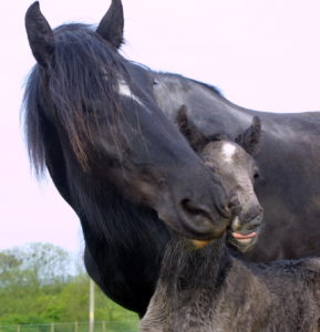 Merlin the Dyfed Shire Horse