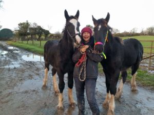 Merlin the Dyfed Shire Horse