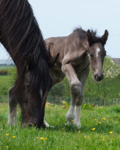 Merlin the Dyfed Shire Horse