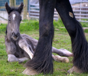 Merlin the Dyfed Shire Horse