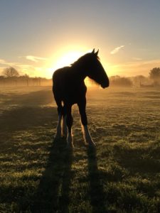 Merlin the Dyfed Shire Horse