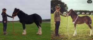 Morgana Shire Horse Pembrokeshire
