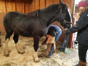 Morgana Shire Horse Pembrokeshire