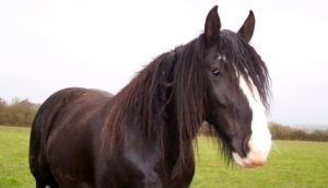 Horses from Dyfed Shires