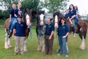 Horses from Dyfed Shires