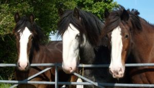 Horses from Dyfed Shires
