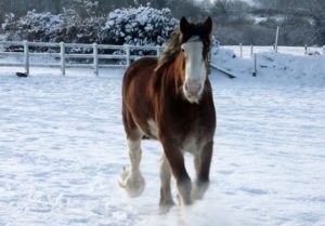 Other Shire Horses from Dyfed Shires