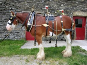 Other Shire Horses from Dyfed Shires