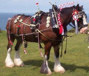 Other Shire Horses from Dyfed Shires