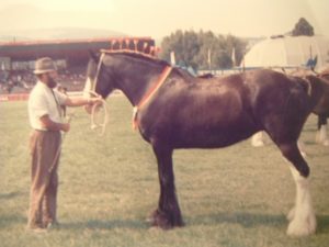 Other Shire Horses from Dyfed Shires