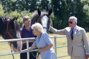 Wales Shire Horse Pansy