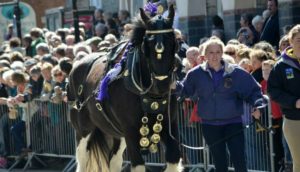 Santes Shire Horse Wales