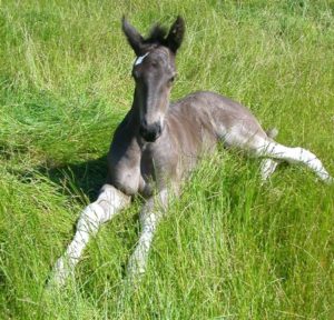 Santes the Dyfed Shires Horse