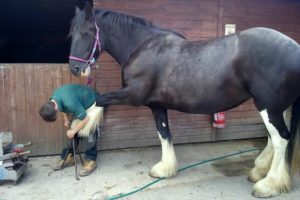 Santes Shire Horse Wales