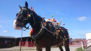 Willa Rose Shire Horse