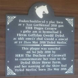 Information on Dyfed Shires