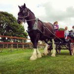 Santes the Dyfed Shires Horse