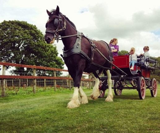 Santes the Dyfed Shires Horse